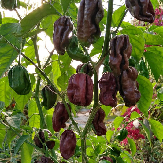 Habanero chocolat