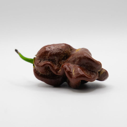 Graine Habanero Chocolat