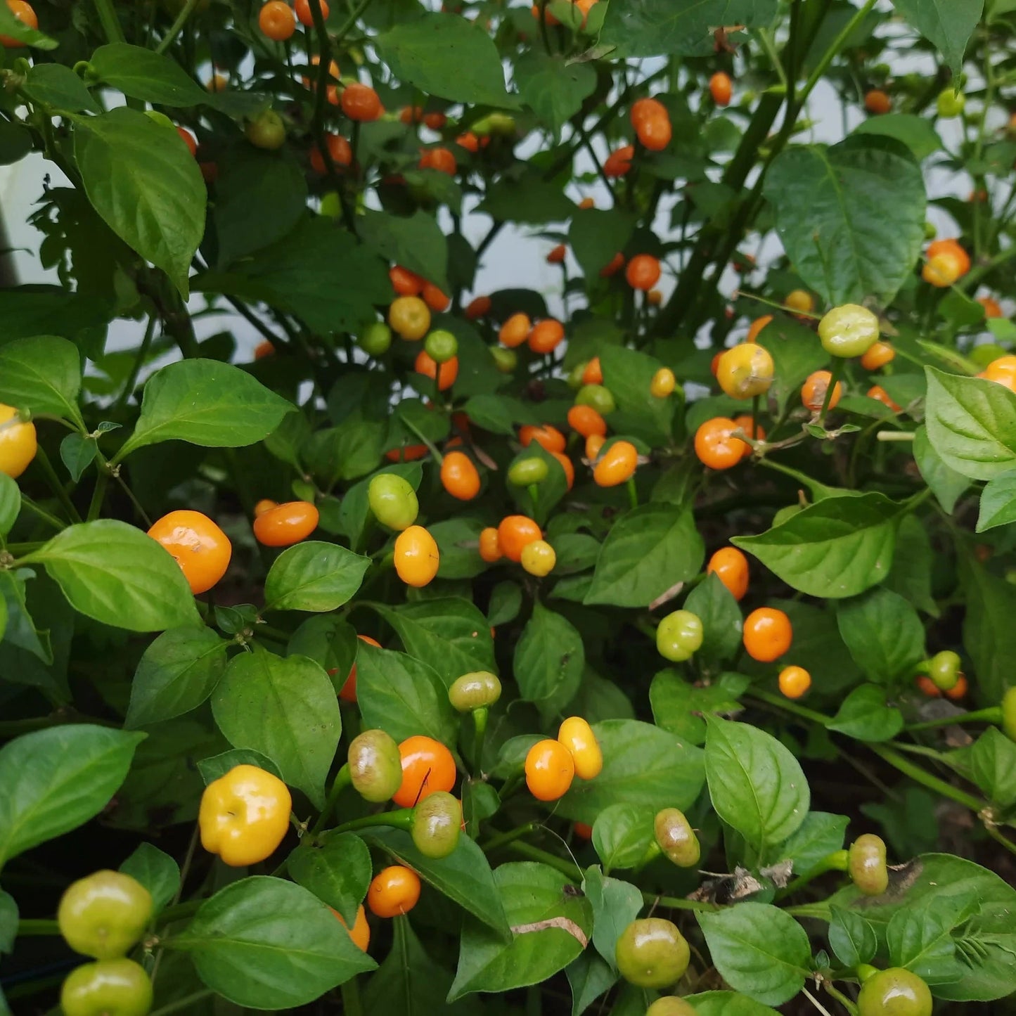 Piments Aji Charapita