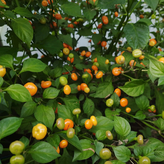 Piments Aji Charapita