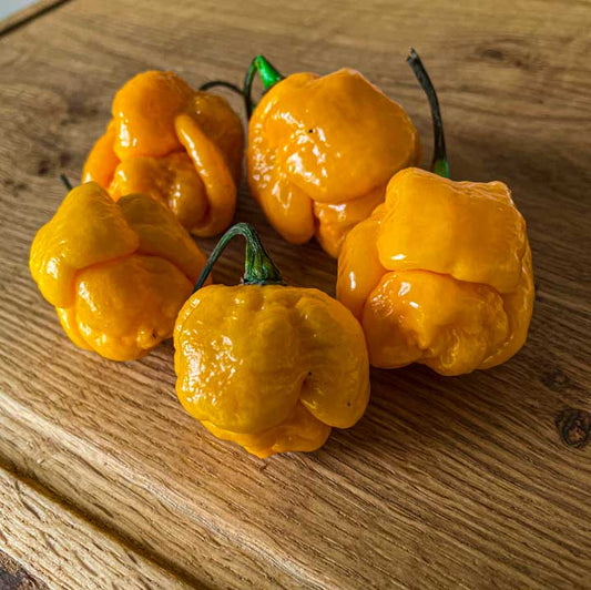 7 pot brain strain