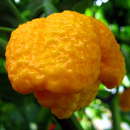7 pot brain strain