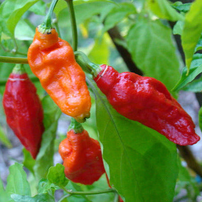 Bhut Jolokia