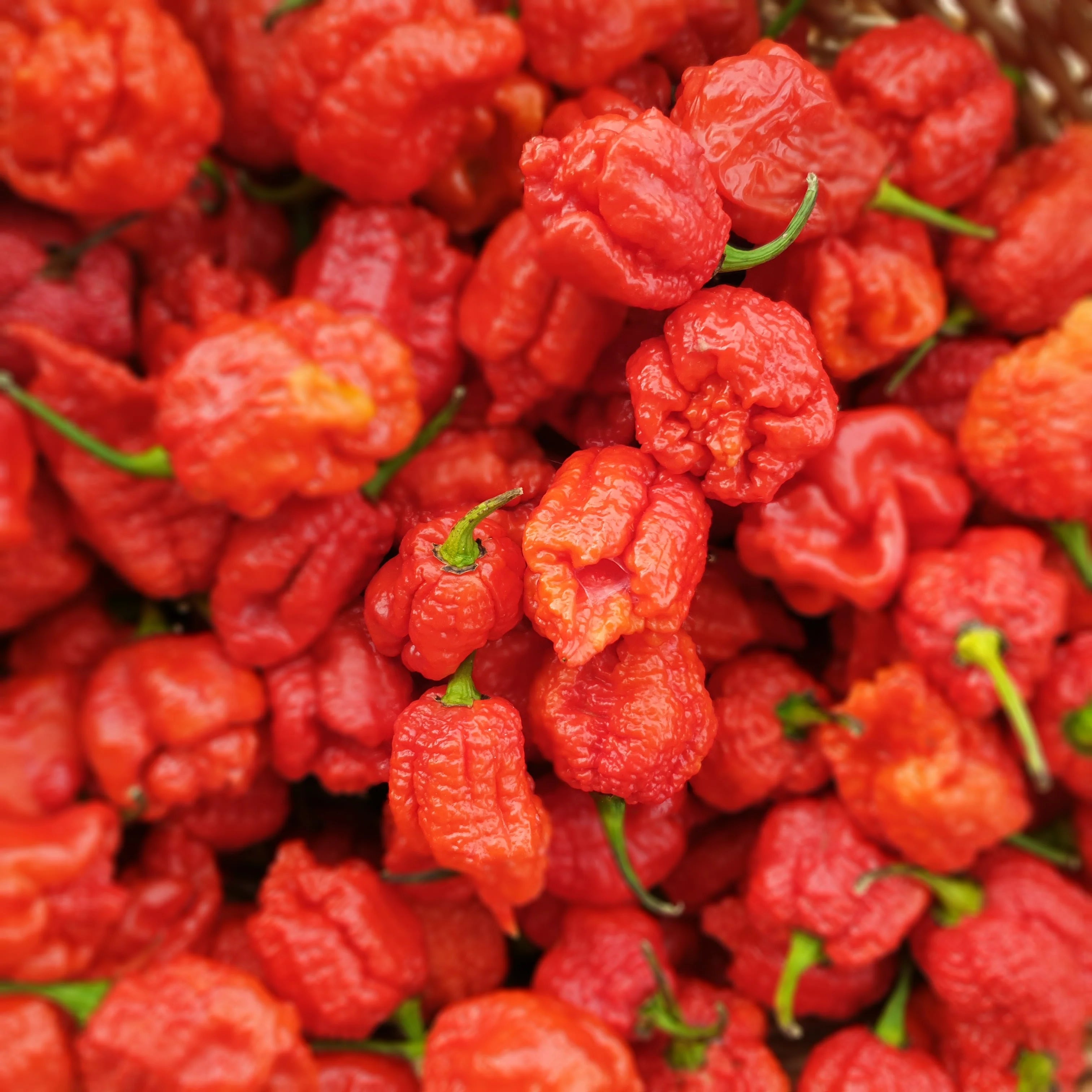 Carolina Reaper