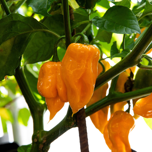 Trinidad scorpion