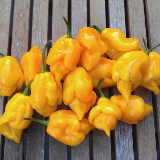Trinidad scorpion