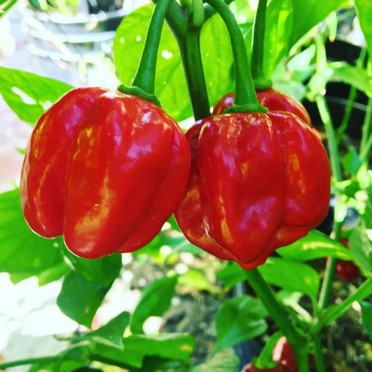 Habanero rouge
